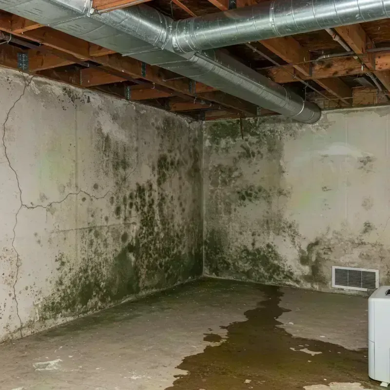 Professional Mold Removal in Berlin, WI